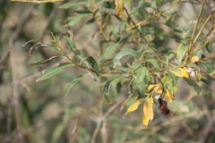 Salix triandra