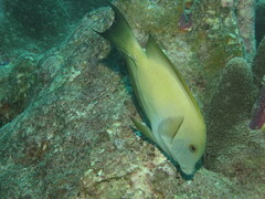 Ctenochaetus striatus