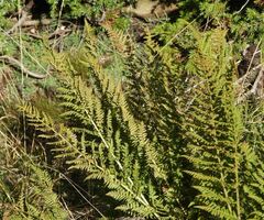 Athyrium distentifolium