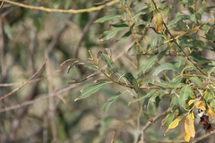 Salix triandra