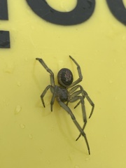 Steatoda nobilis
