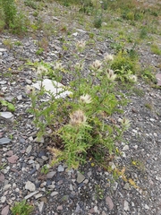 Cirsium obvallatum