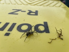 Steatoda nobilis
