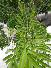Lonchocarpus
