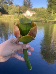 Nuphar