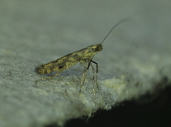 Caloptilia