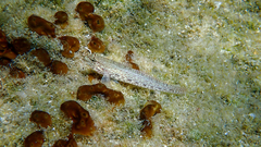 Gobius incognitus