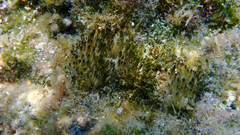 Chlorophyta