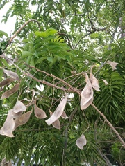 Lonchocarpus