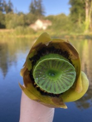 Nuphar
