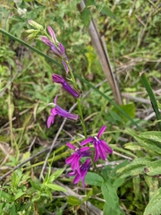 Lobelia × speciosa