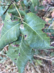 Cameraria guttifinitella