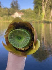 Nuphar