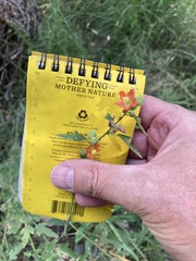 Sphaeralcea angustifolia