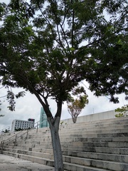 Lonchocarpus