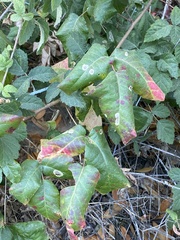 Cameraria guttifinitella