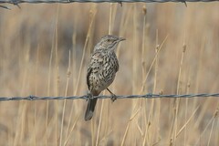 Oreoscoptes montanus