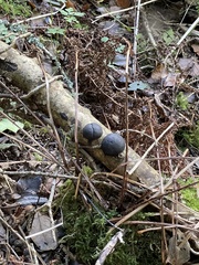 Daldinia concentrica