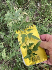 Sphaeralcea angustifolia