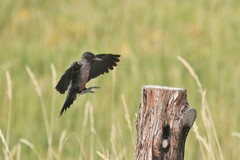 Melanerpes lewis