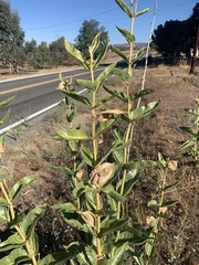 Asclepias erosa