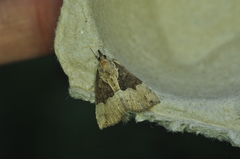 Hypena bijugalis