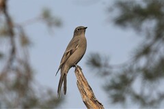 Myadestes townsendi