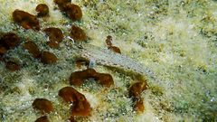 Gobius incognitus