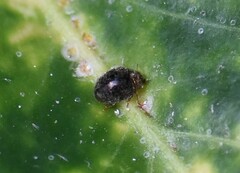 Rhyzobius lophanthae