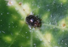 Rhyzobius lophanthae