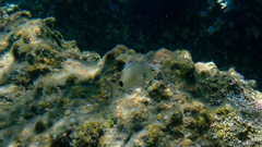 Diplodus sargus