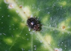 Rhyzobius lophanthae