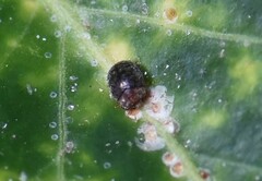 Rhyzobius lophanthae