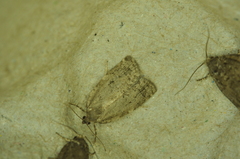 Choristoneura fumiferana