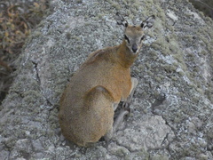 Oreotragus oreotragus