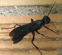 Chalybion californicum