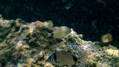 Diplodus sargus