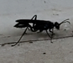 Chalybion californicum