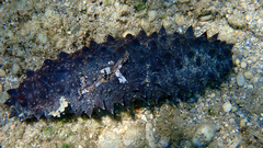 Holothuria