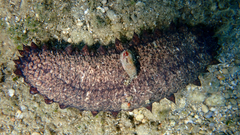 Holothuria