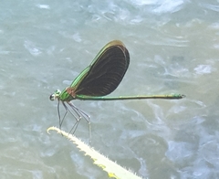 Neurobasis chinensis