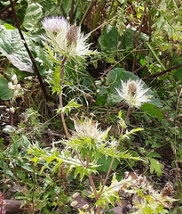 Cirsium obvallatum