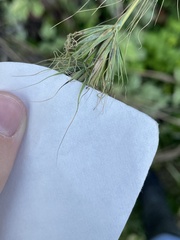 Elymus wiegandii