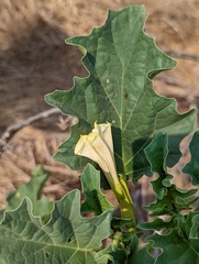 Datura ferox