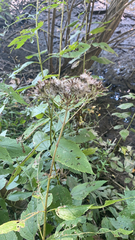 Eutrochium purpureum