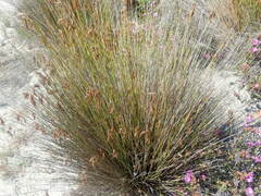 Hypodiscus aristatus