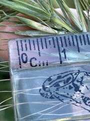 Elymus wiegandii