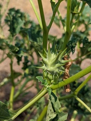 Datura ferox
