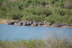 Hippopotamus amphibius