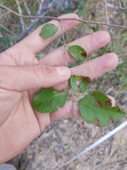 Margaritaria discoidea nitida